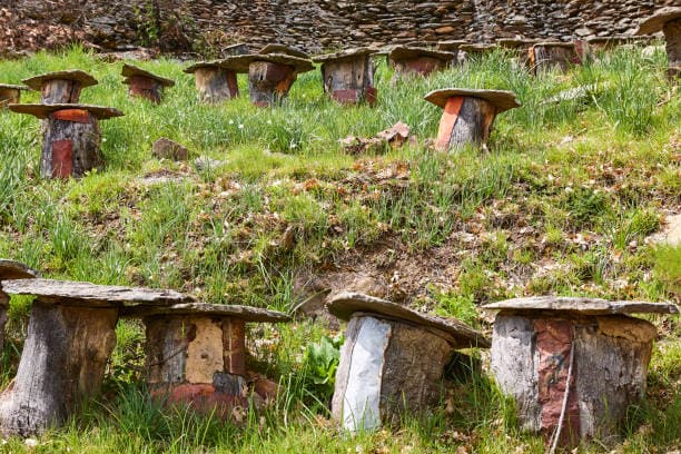 Apiculture naturelle, la ruche tronc