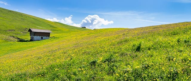 Prairie fleurie en montagne