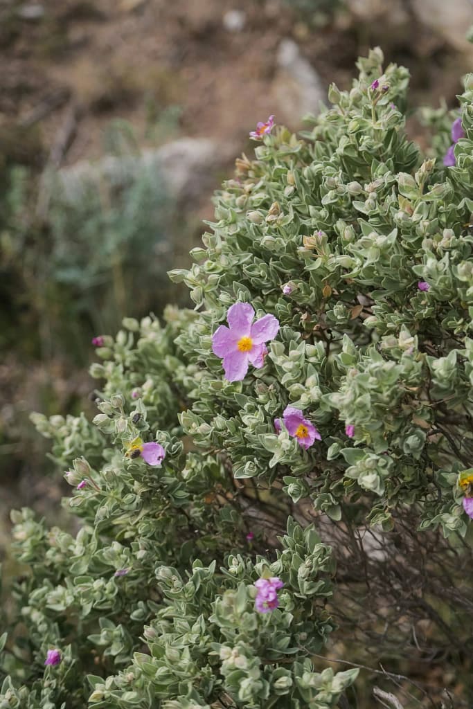 Les plantes apicoles de la région paca