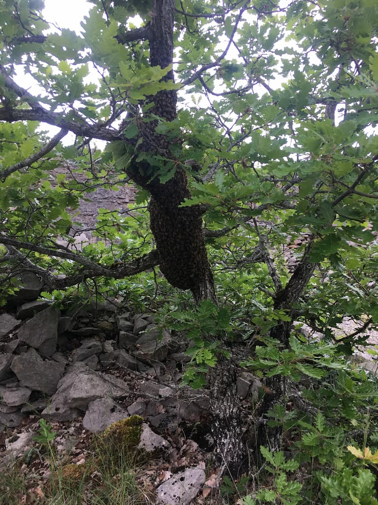 Nid d'abeilles que faire