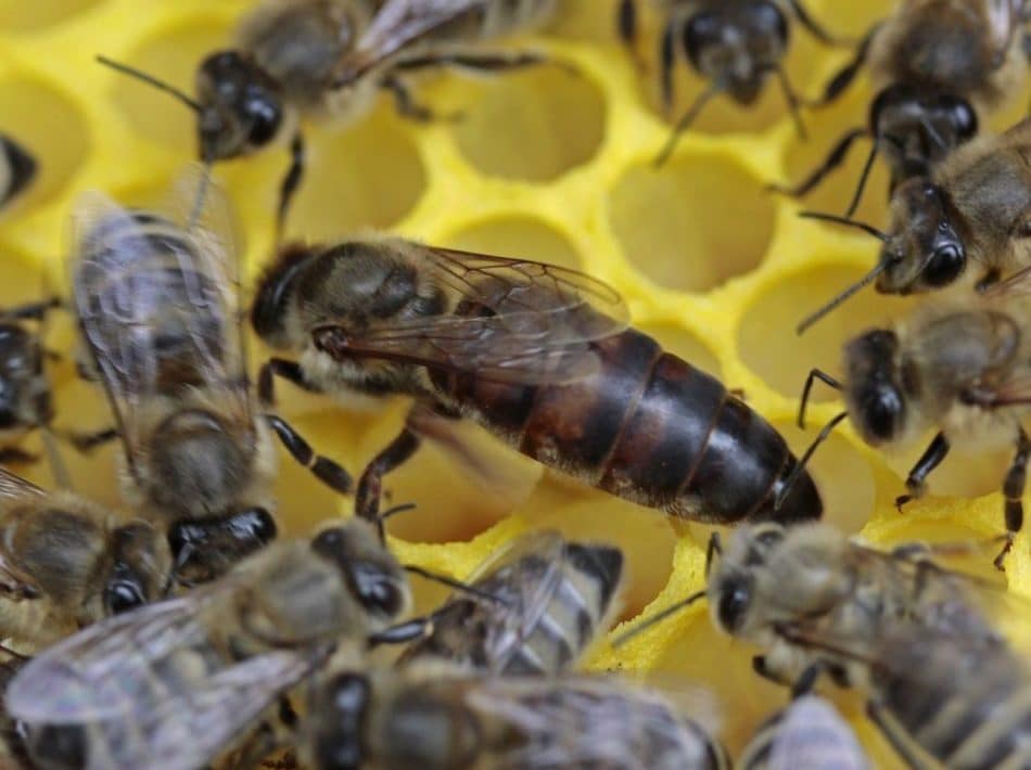 reine d'abeille fécondées à vendre