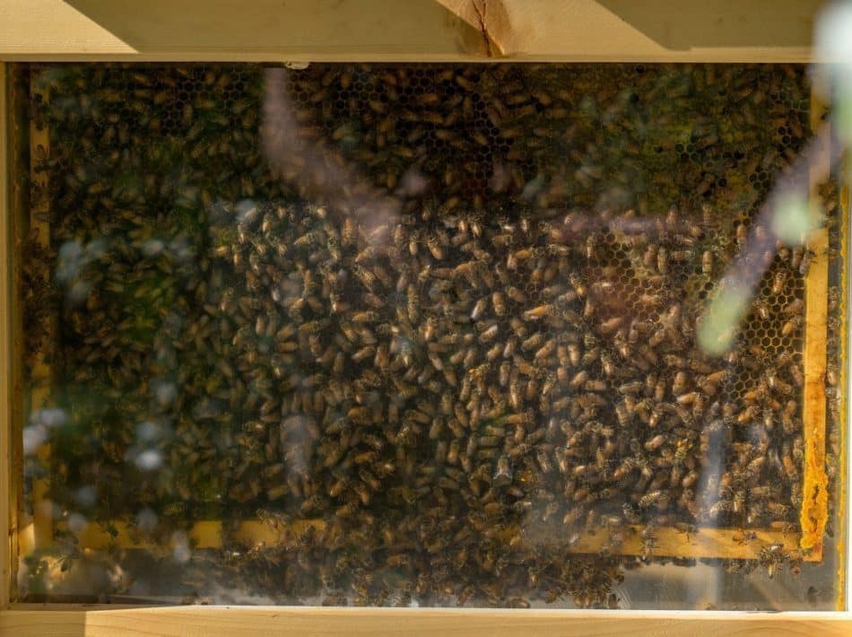 Piéger un essaim d'abeilles sauvage