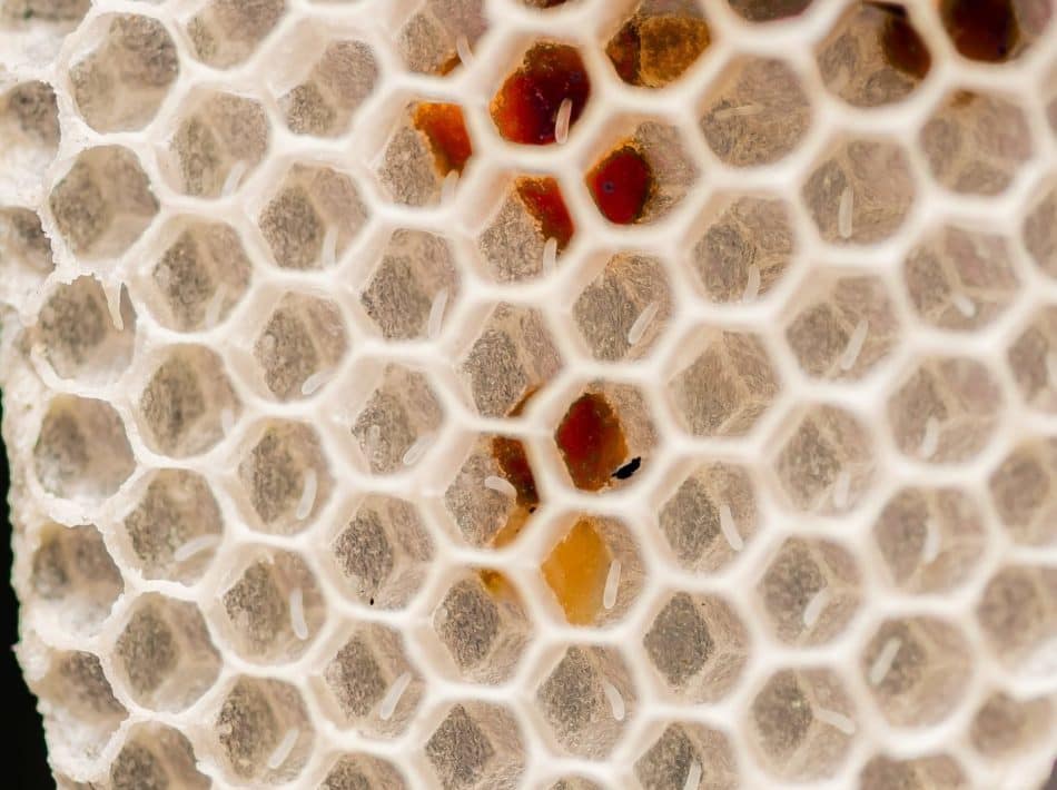 Oeuds fraichement pondus par la reine des abeilles