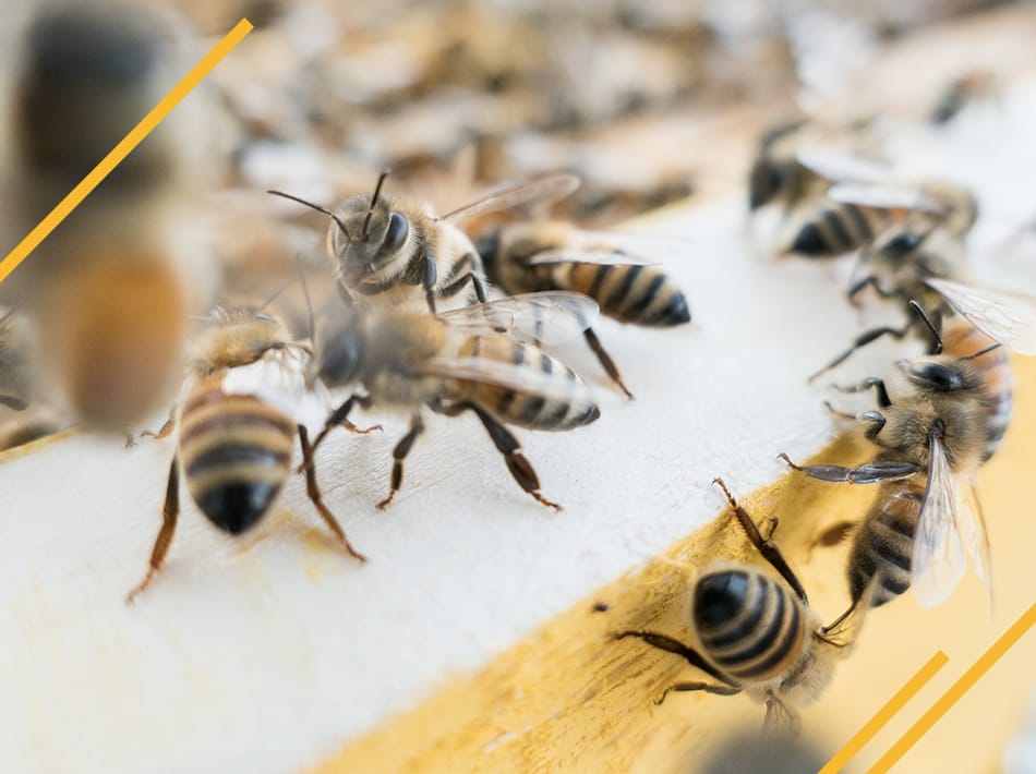 Comment savoir su une ruche est bourdonneuse ?