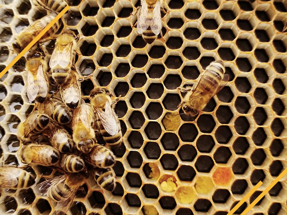 Abeille et pollen sur cadres