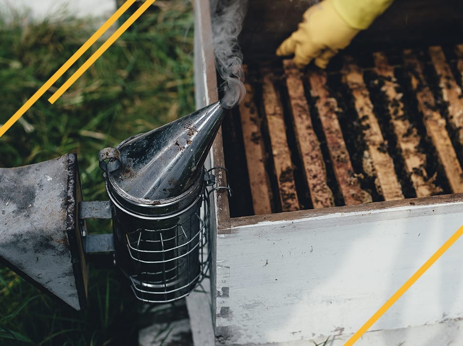 Diviser un essaim d'abeilles