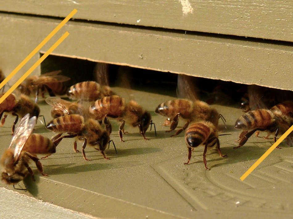 Abeilles battant le rappel