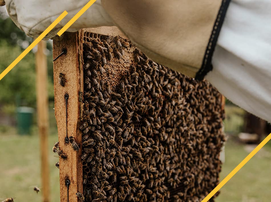 Abeilles noires 2022