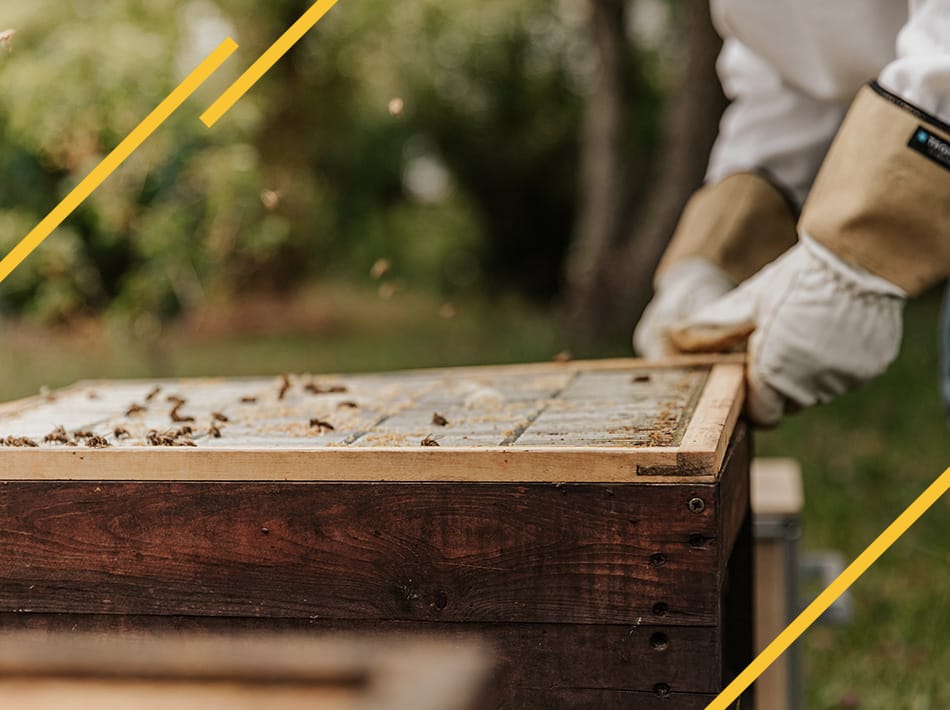 Pour ou contre une grille à reine