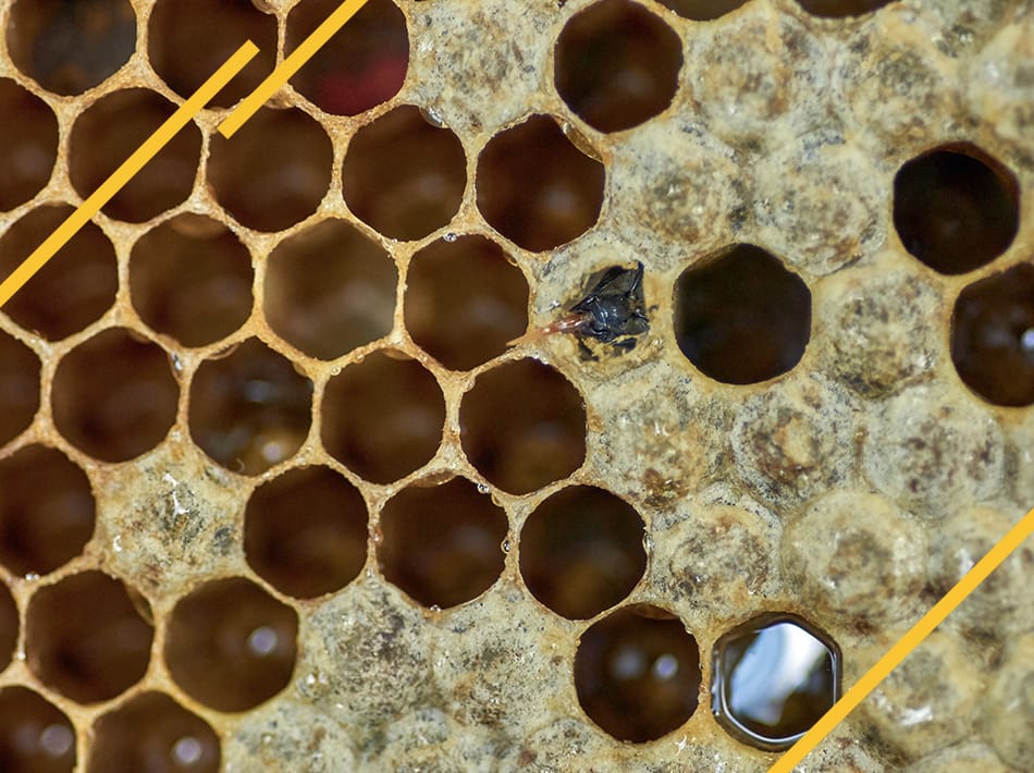 Comment lutter contre le varroa