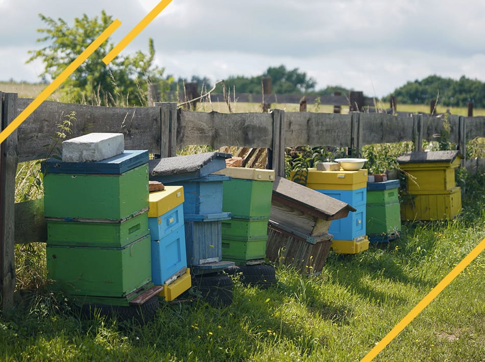 Rucher coloré dans l'Allier