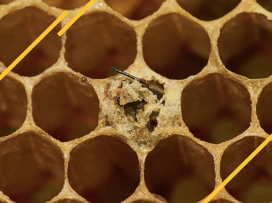 Installation d'un paquet d'abeilles