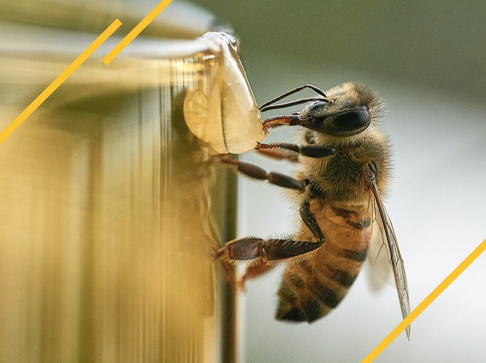 Comment choisir son miel ?