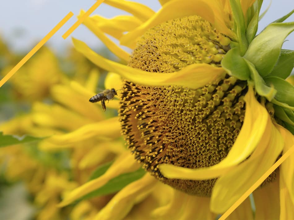 Nectar, miel et fleurs
