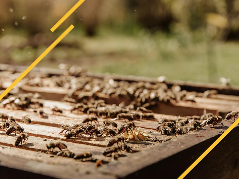 Booster une colonie d'abeilles