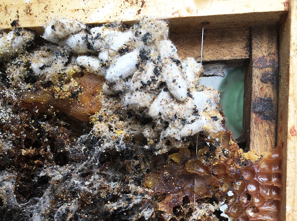 Stade de cocon de nymphe de fausse-teigne