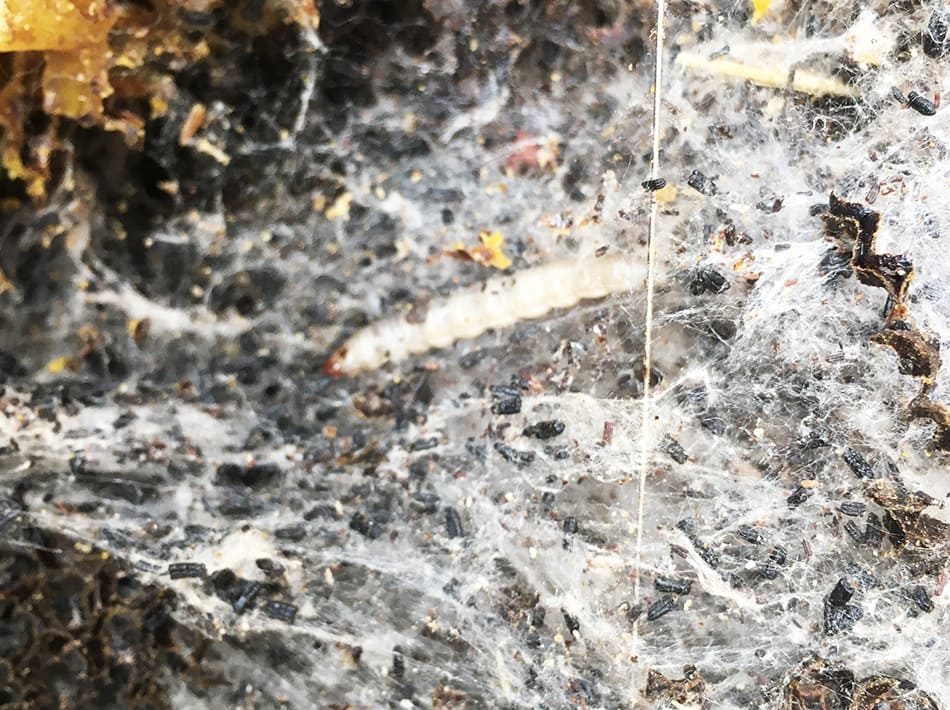 Qu'est ce que la fausse-teigne