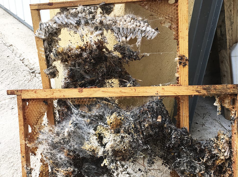 Comment lutter contre la fausse-teigne