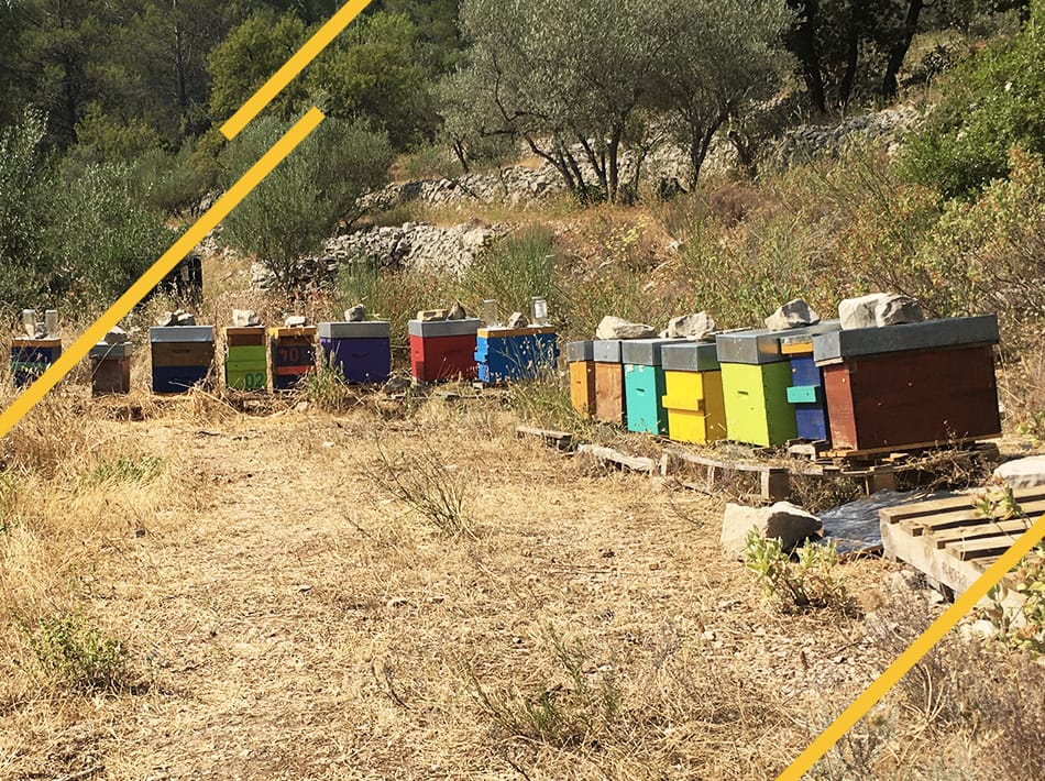 DCA ou zone de rassemblement des faux-bourdons