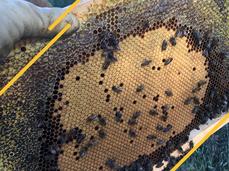 Photo abeilles noires