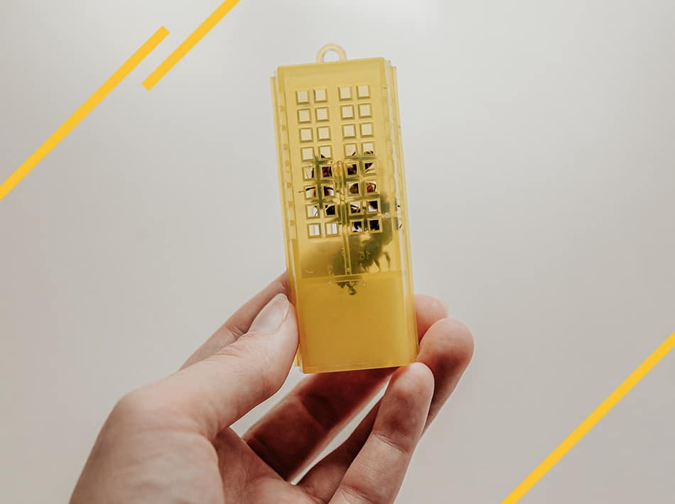 Introduction reines fécondée