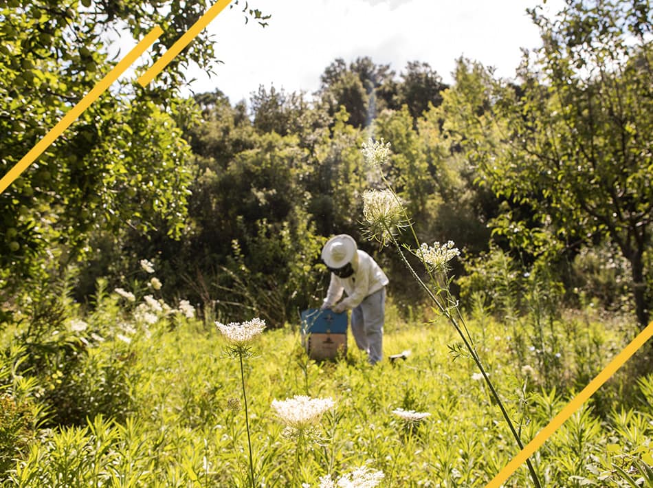 Comment nourrir un essaim d'abeilles