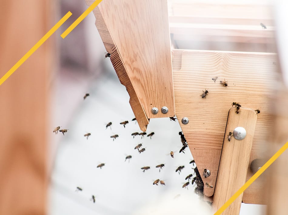 Conduite de ruche Kényane