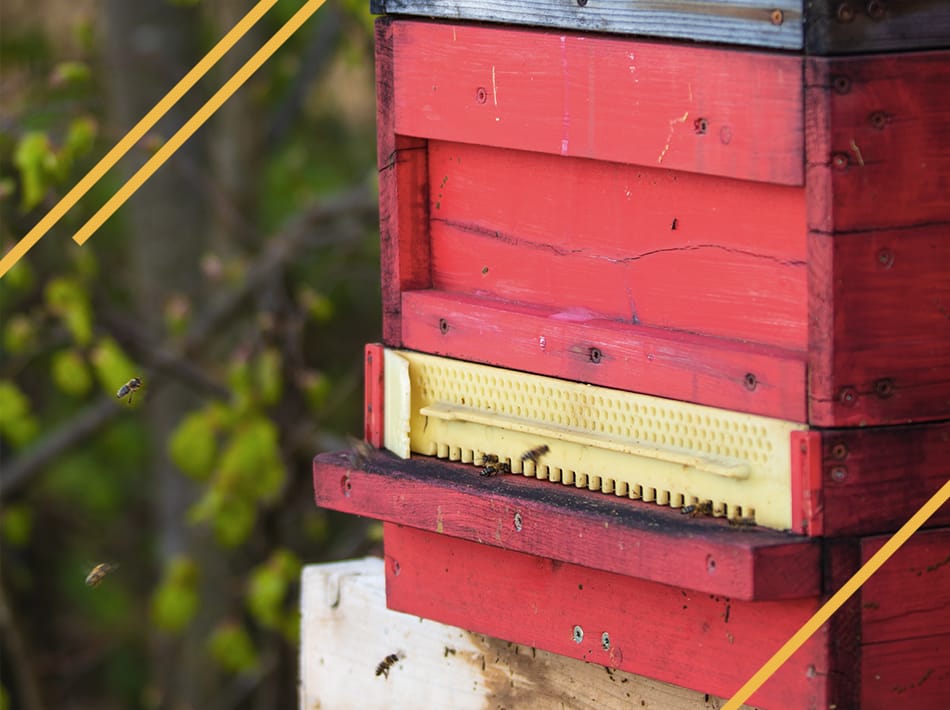 ruche warre conduite