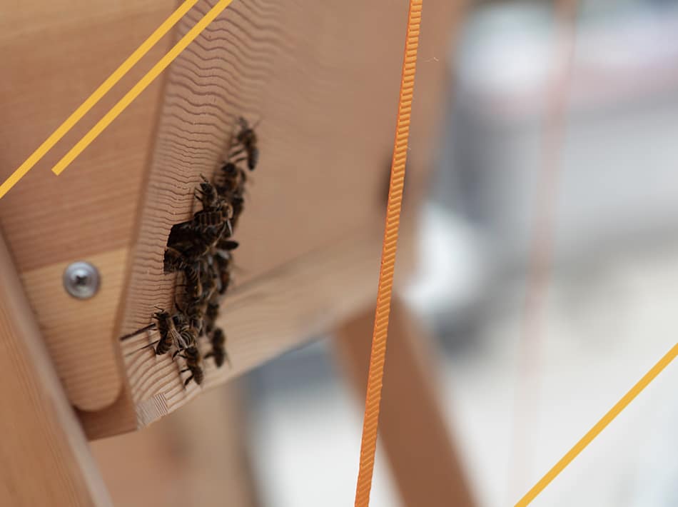 Installer un paquet d'abeilles