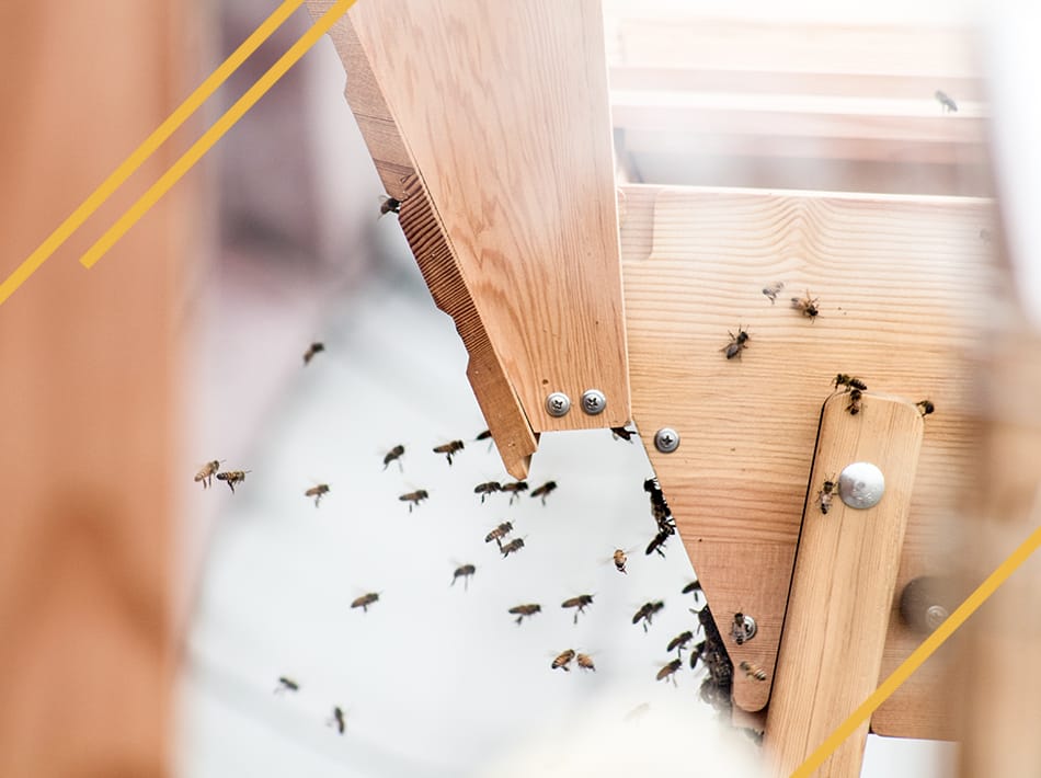 Apprendre à installer un paquet d'abeilles