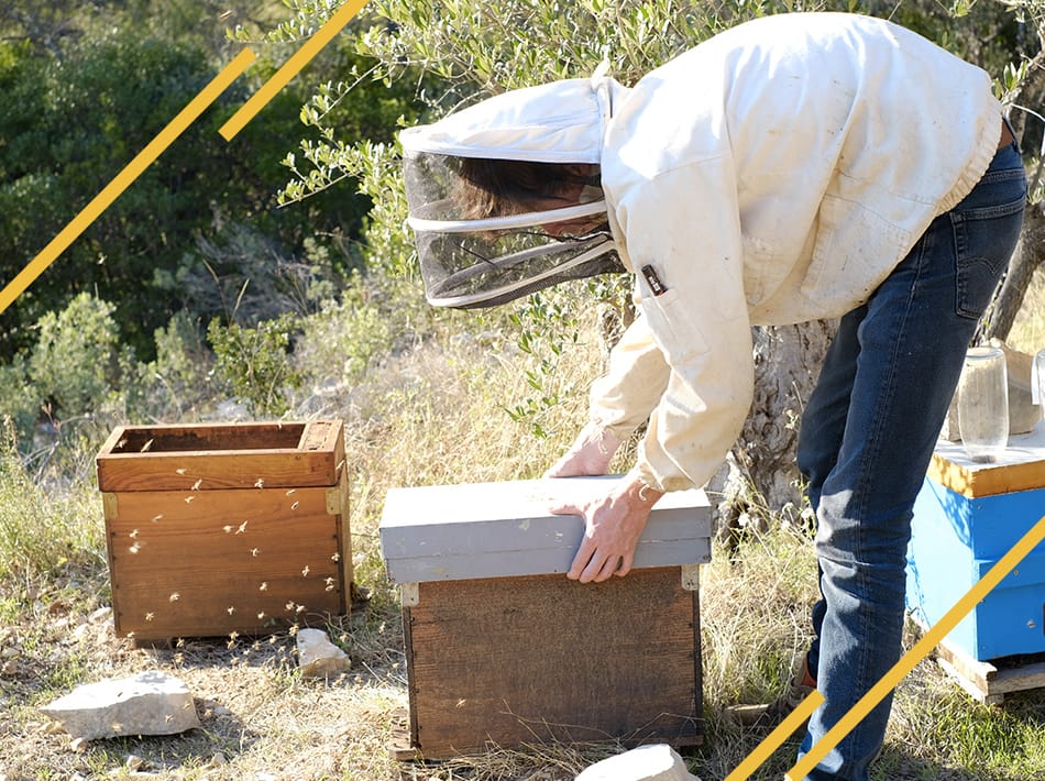 Ruchettes 5 cadres pour le développement des jeunes essaims