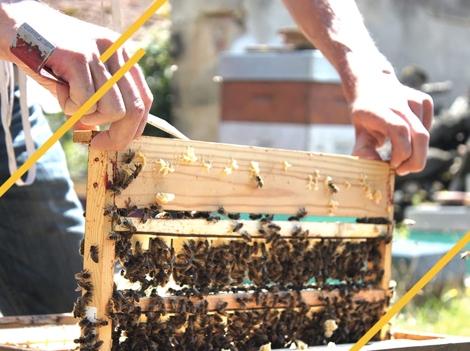 Quel est le cycle de vie de la reine des abeille