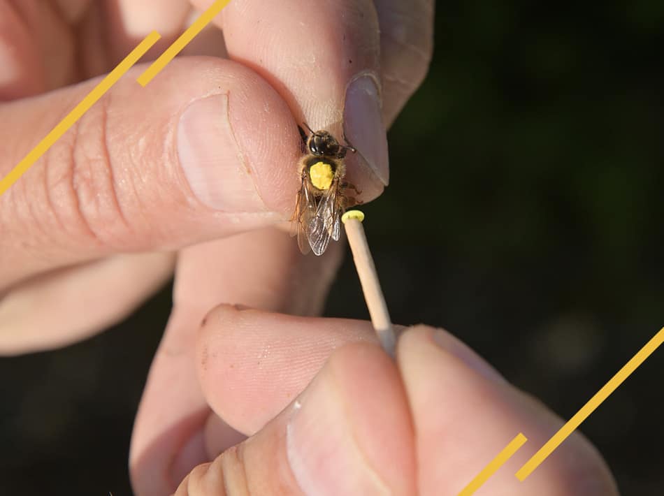 Comment marquer une reine ?