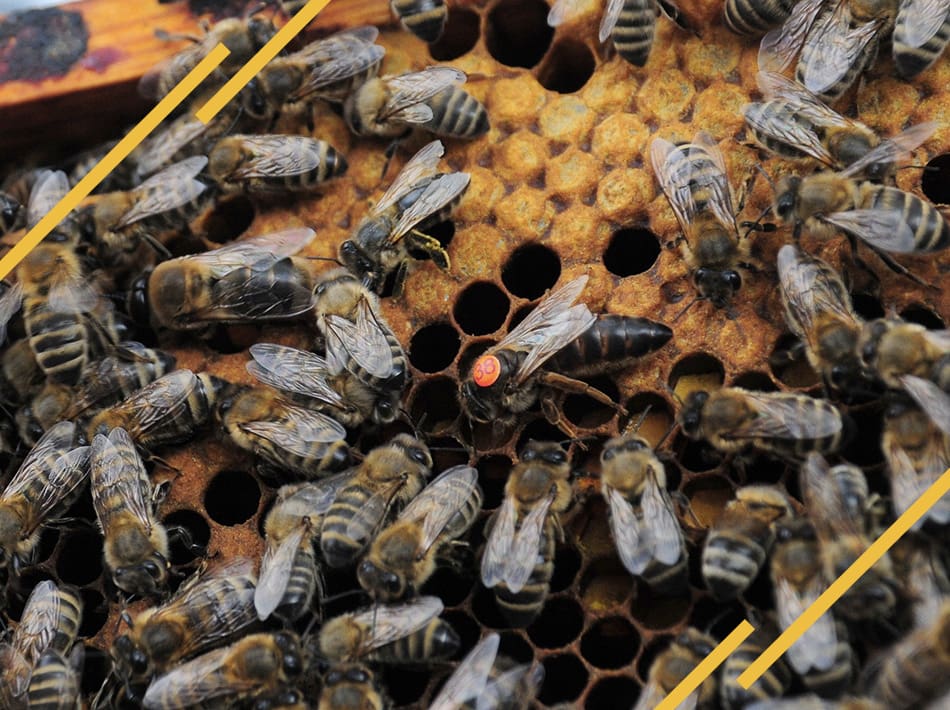 Reine sur un cadre de couvain