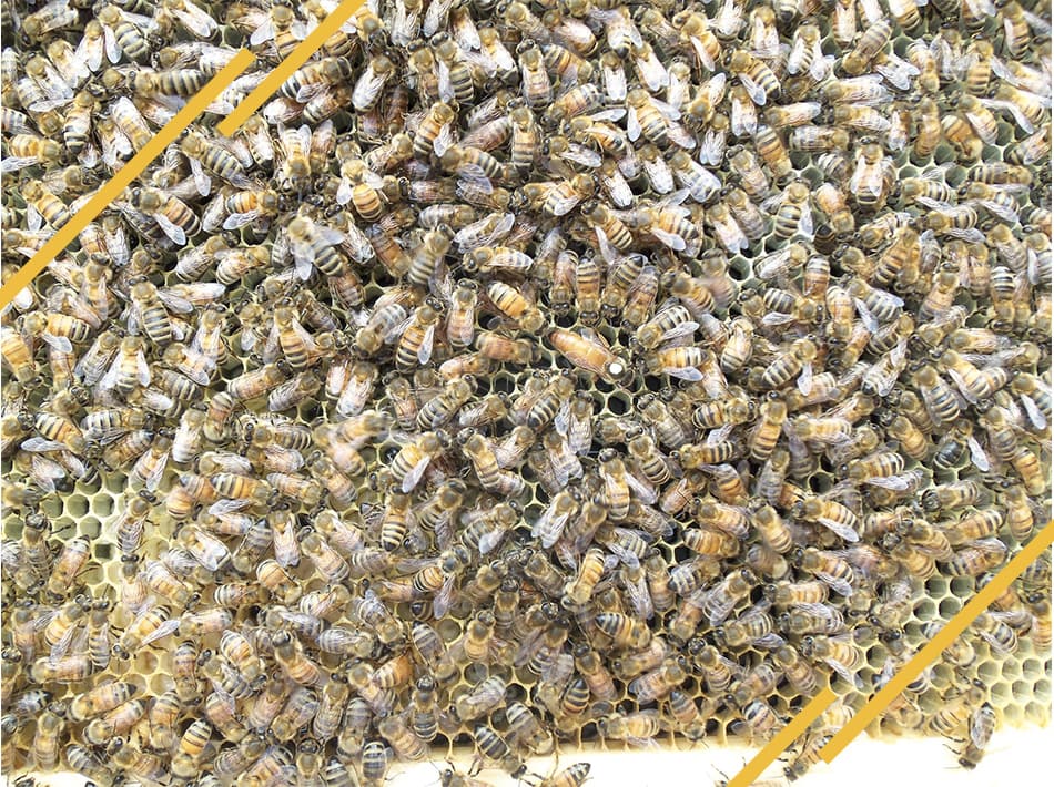 la reine est plus grande que les autres abeilles