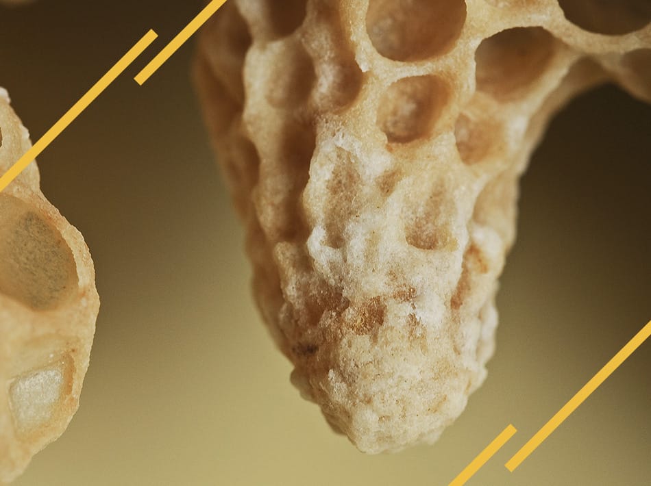 cellule de reine d'abeille