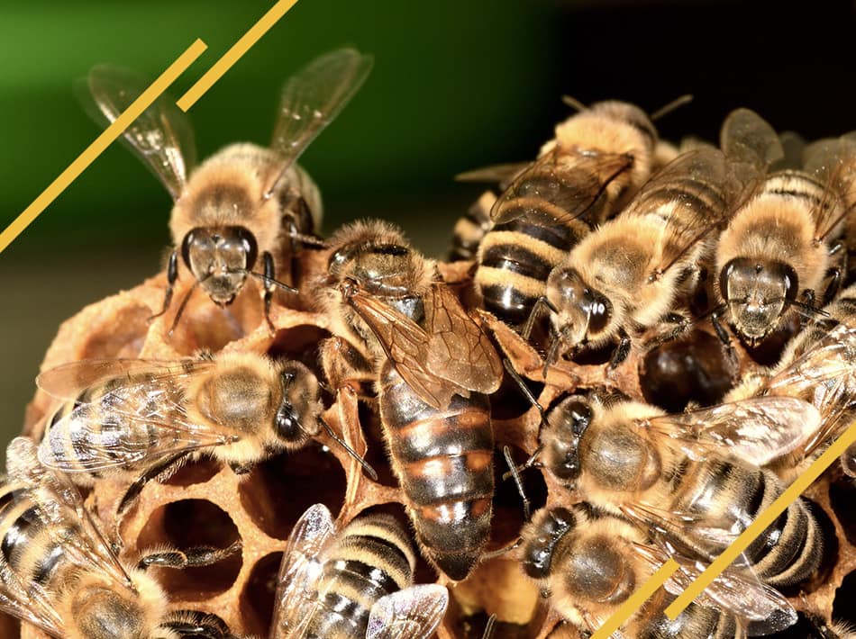 La reine des abeilles et bien plus grande