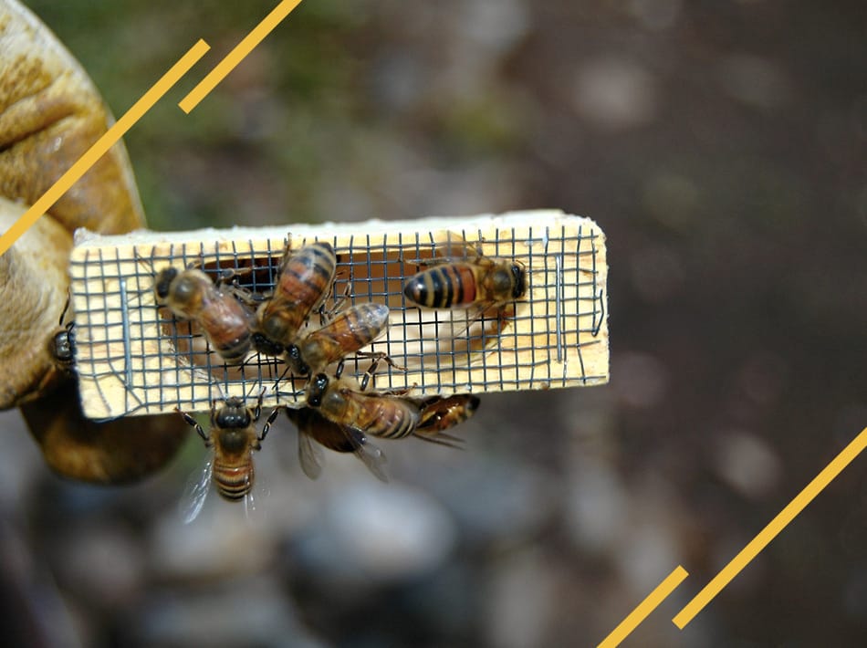 Les cagette d'introduction peuvent aussi étre en bois