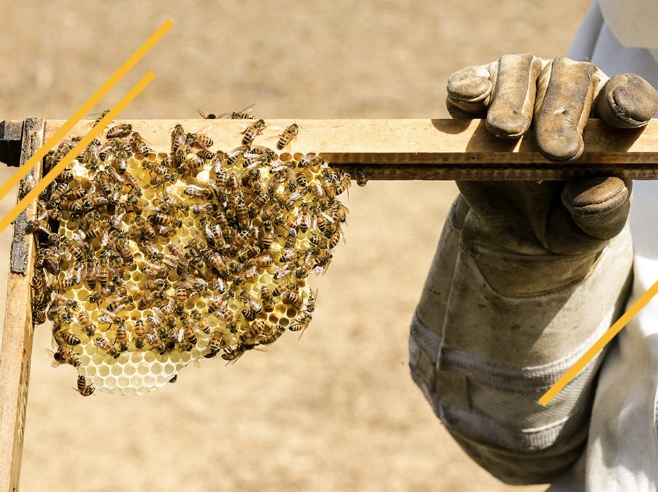 Quand nourrir les abeilles ?