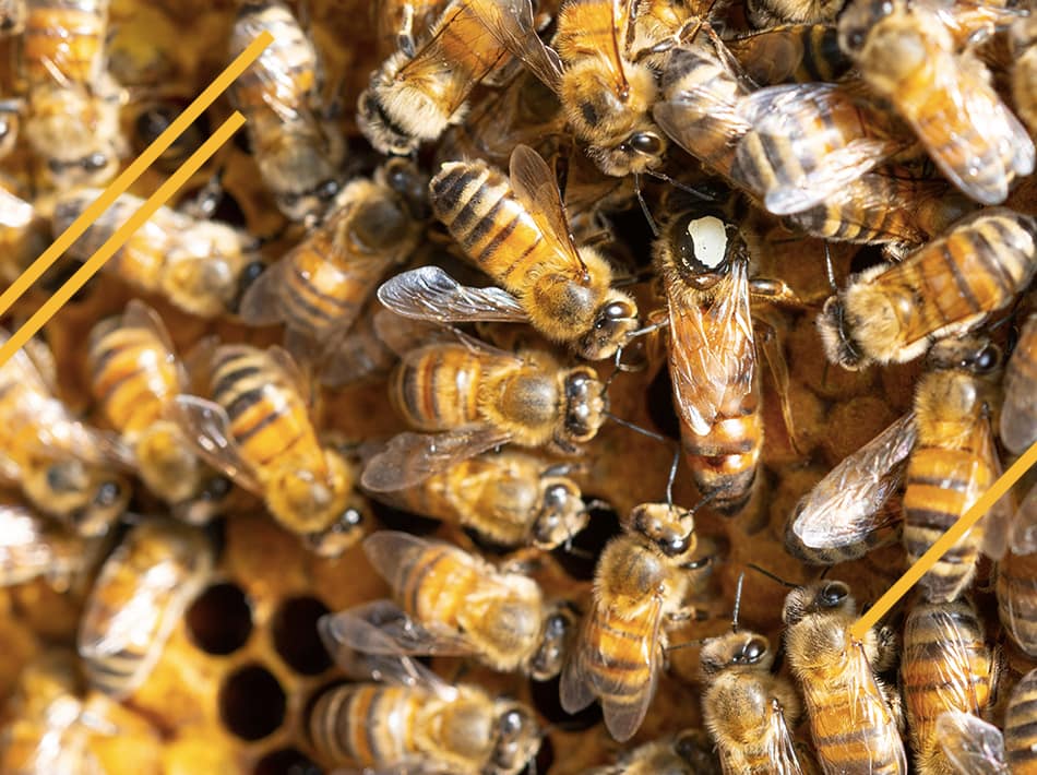 Quel est le prix d'une reine abeilles