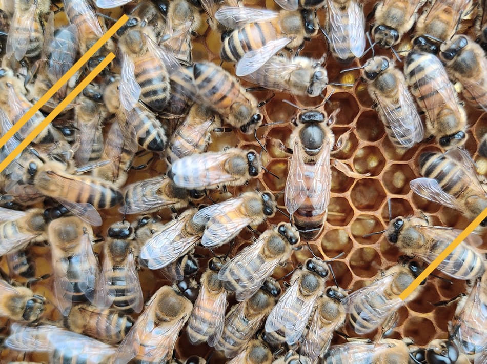 reine d'abeille sélectionnée