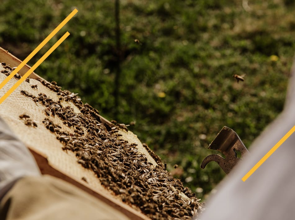 Quand changer le reine dans une colonies d'abeilles