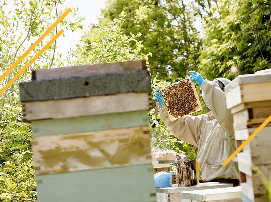 Comment sélectionner les abeilles