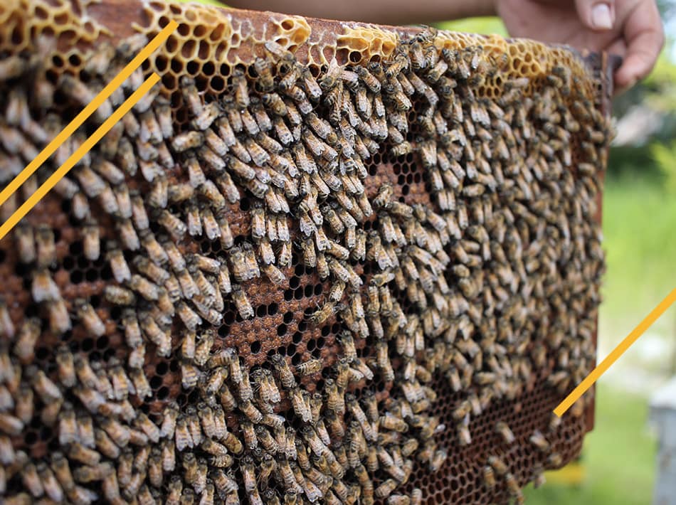 Tuer la reine des abeilles