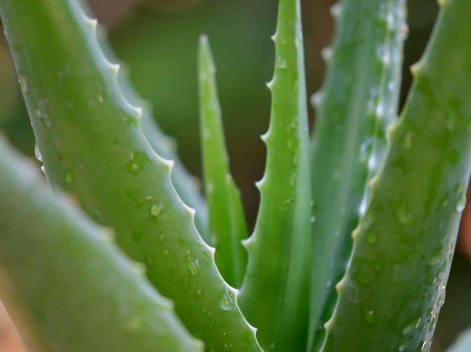 DIY. Pommade miel et aloe vera