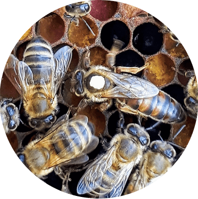 Reine abeille et remérage d’une colonie Reine abeille dans une colonie lors du renouvellement et du remérage d’une ruche