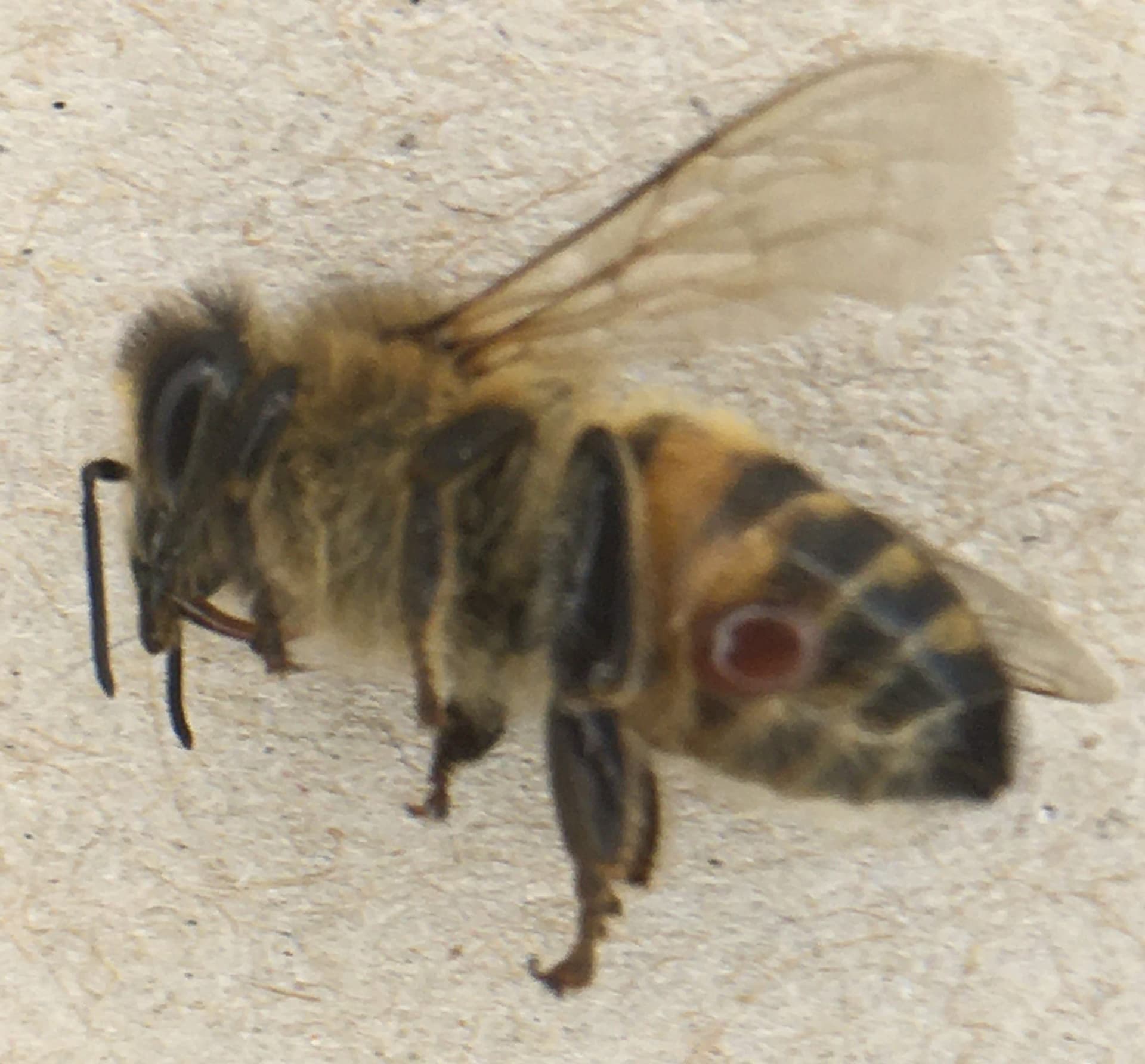 Varroa destructor sur des abeilles Varroa destructor sur des abeilles domestiques Apis mellifera