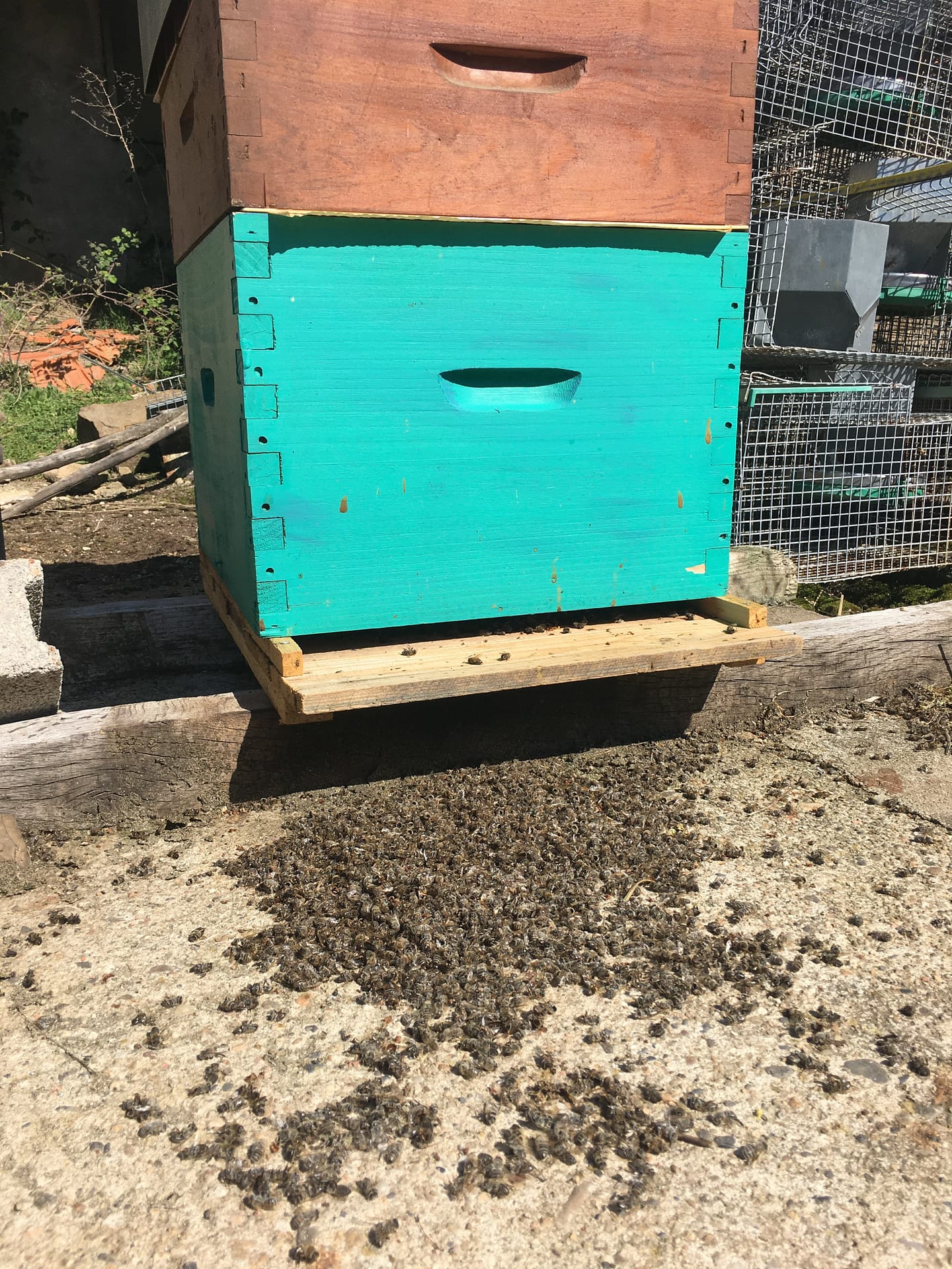 Ruche avec abeilles mortes devant