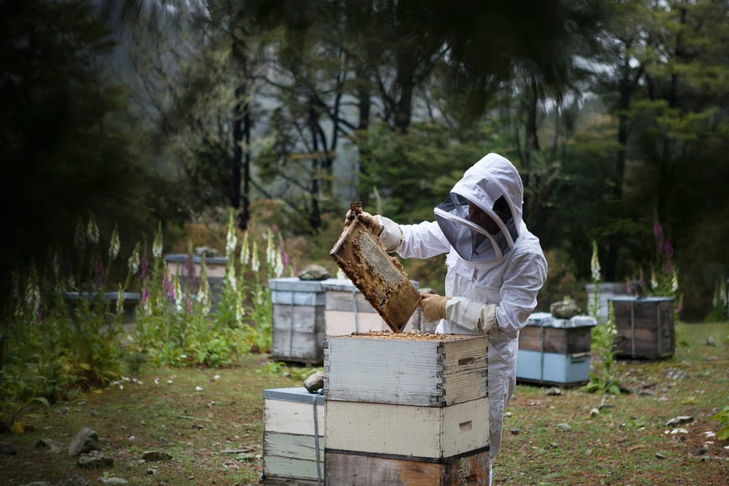 Apiculture PACA