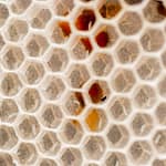 Oeuds fraichement pondus par la reine des abeilles